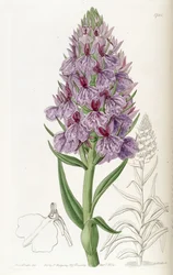 Dactylorhiza foliosa (come sin. Orchis foliosa)